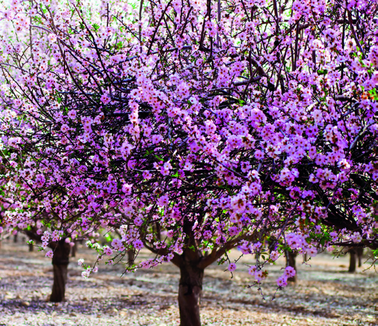 AMANDIER PRUNUS DULCIS