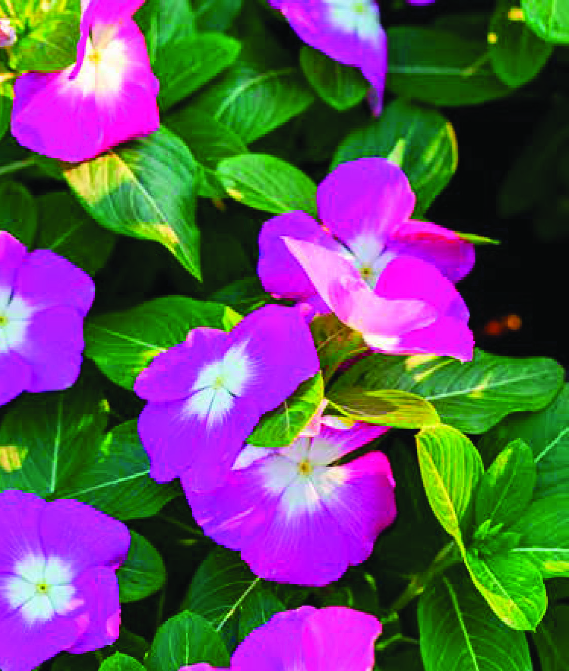 PLANTES À MASSIFS VARIÉES