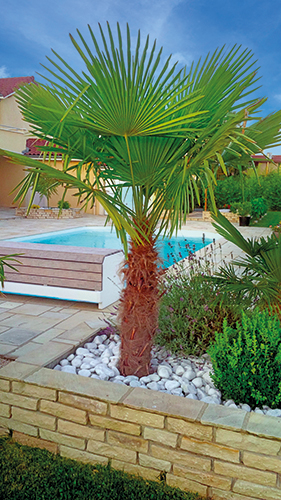 CHAMEROPS EXCELSA
