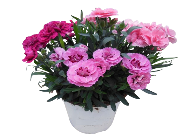 DIANTHUS CARNAVAL