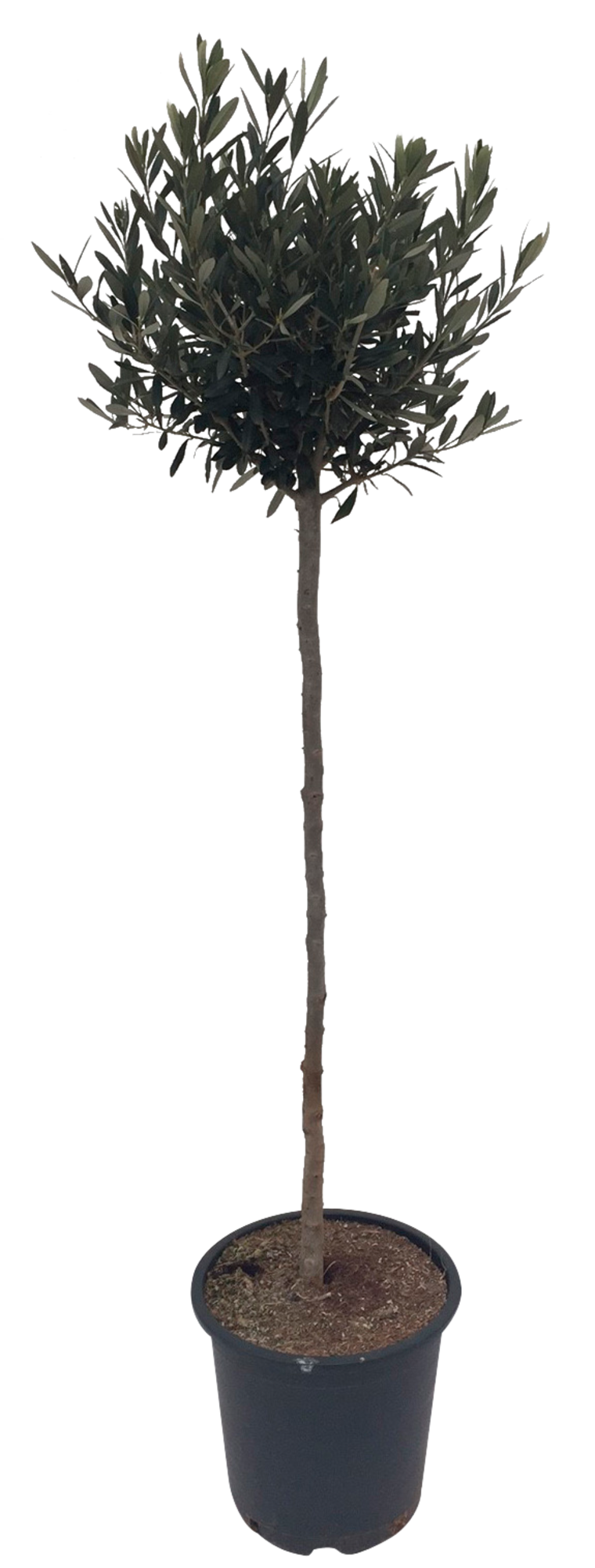 OLIVIER "OLEA EUROPAEA"