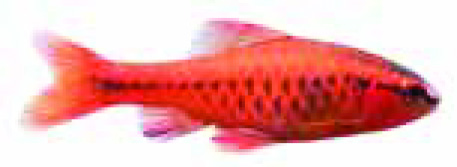 TITTEYA