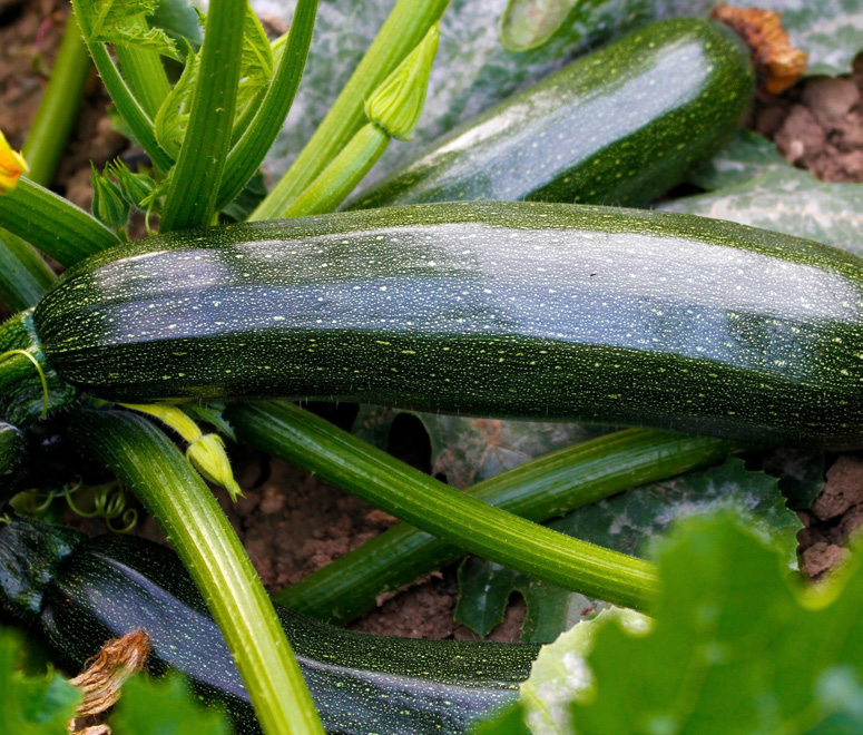 LÉGUMES VARIÉS