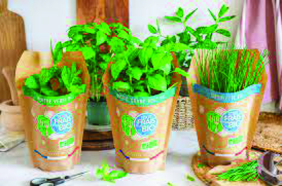 PLANTES AROMATIQUES EN POT 12 CM