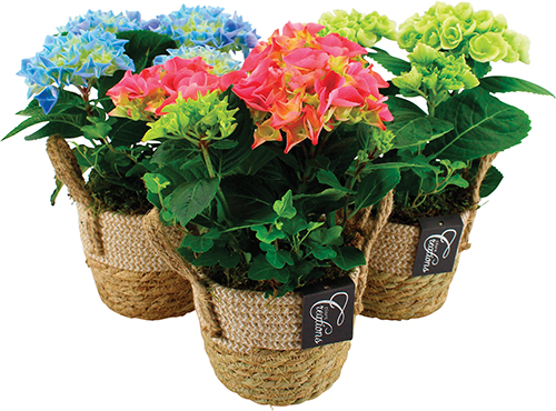 HORTENSIA DANS VANNERIE