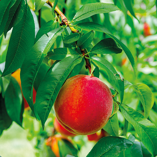 L’UNITÉ FRUITIER DEMI TIGE