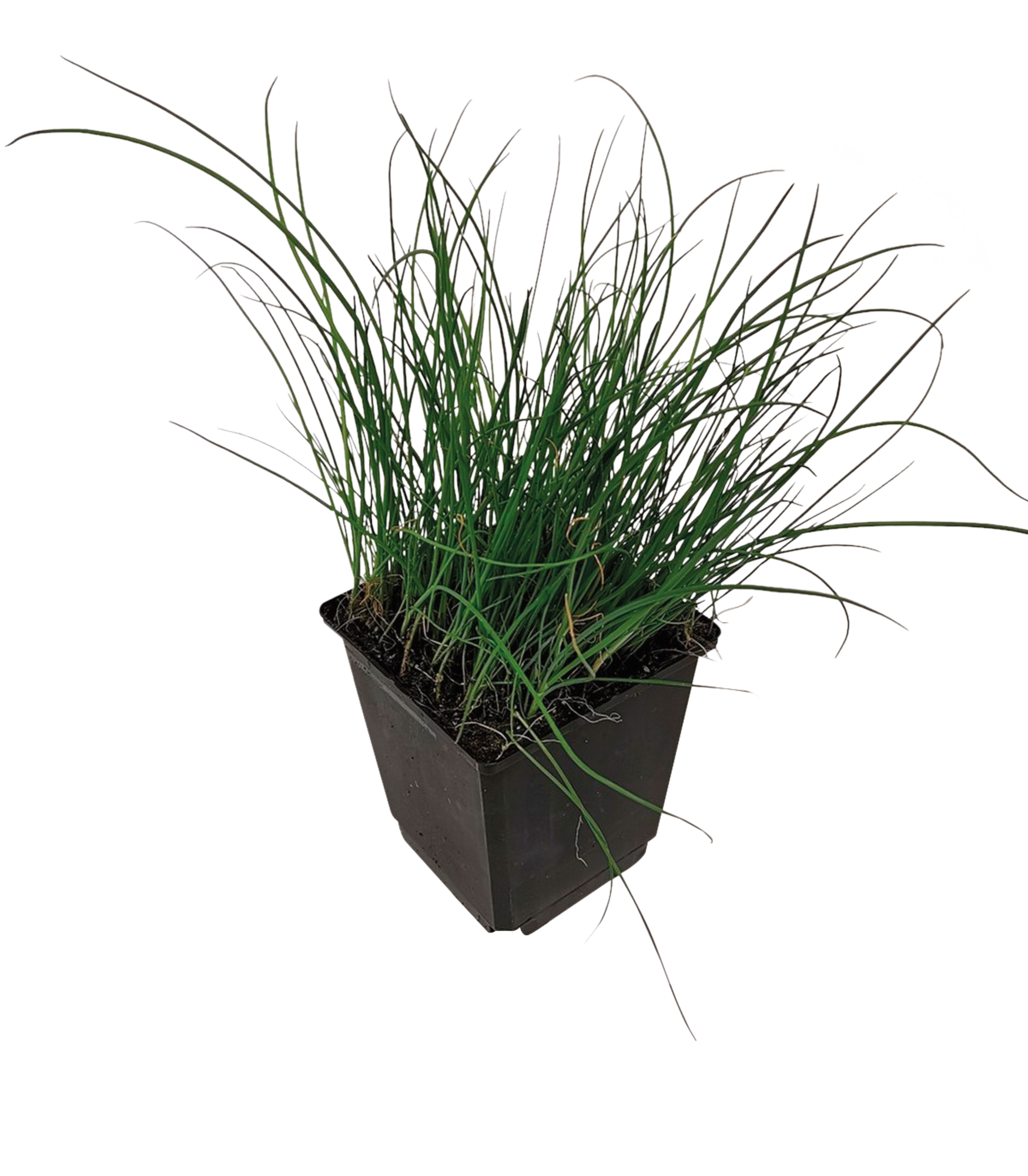 PLANTE AROMATIQUE