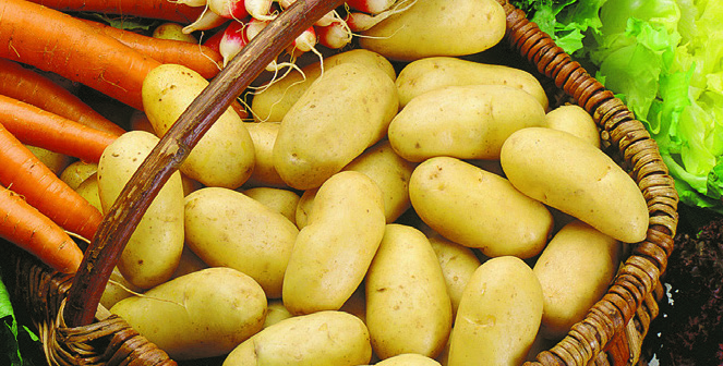 PLANTS DE POMMES DE TERRE