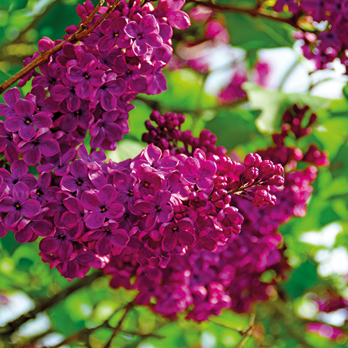 SYRINGA (LILAS)
