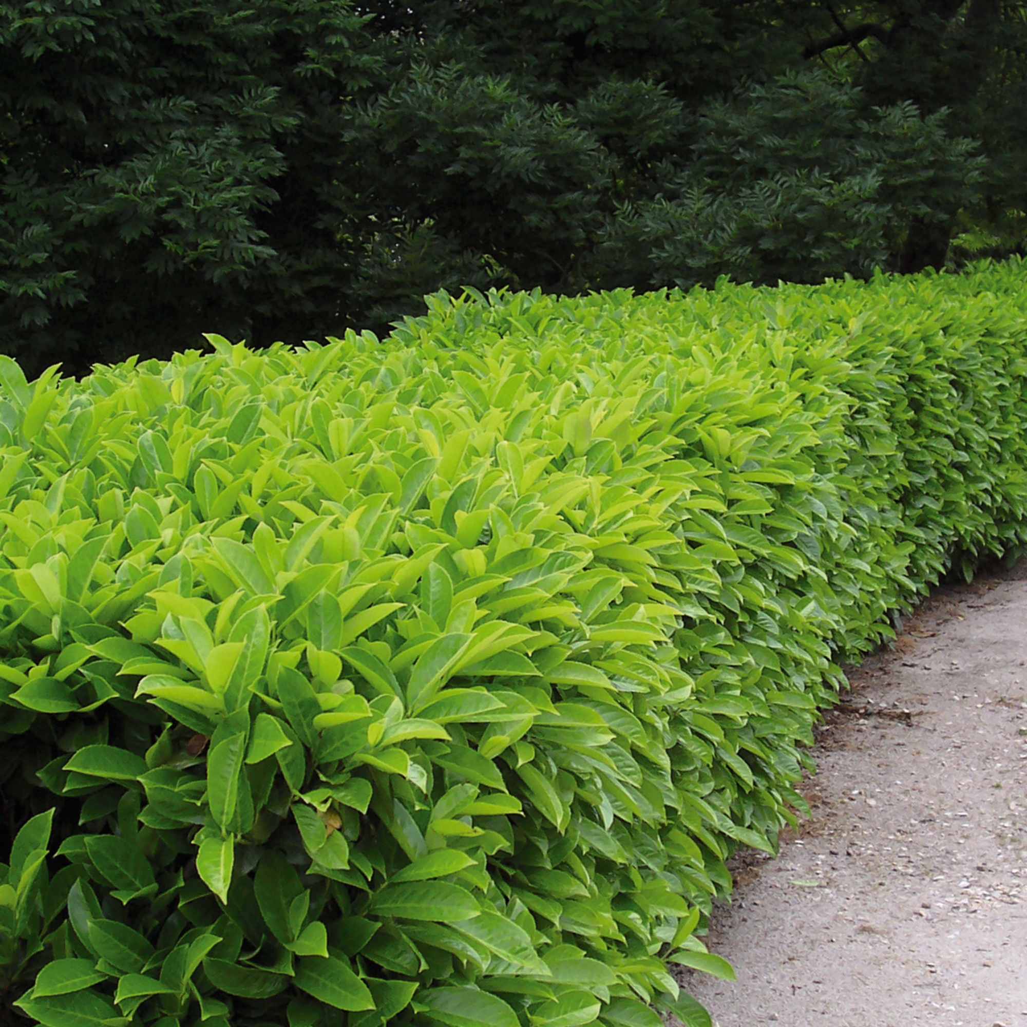 LAURIER CERISE "PRUNUS LAUROCERASUS"