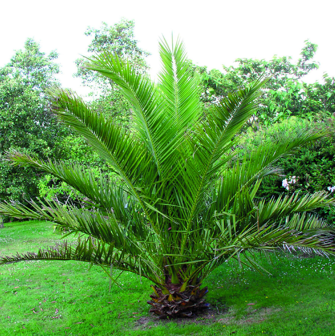 PALMIER DES CANARIES