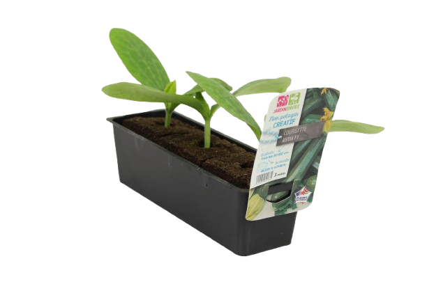 PLANTS DE COURGETTES