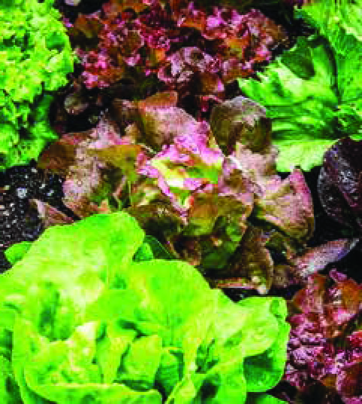 PLANTS DE SALADES VARIÉS