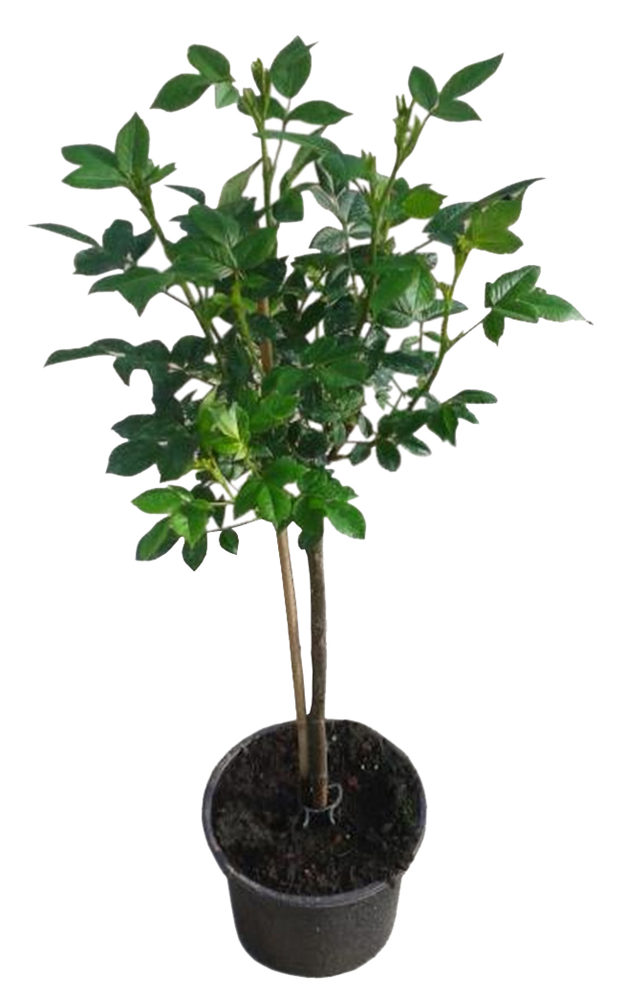 ROSIER TIGE