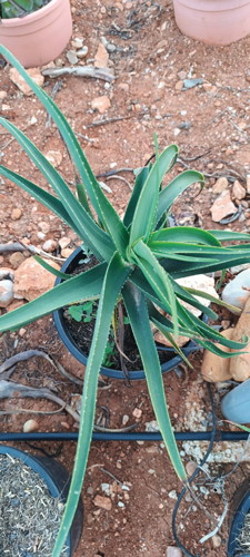 ALOE