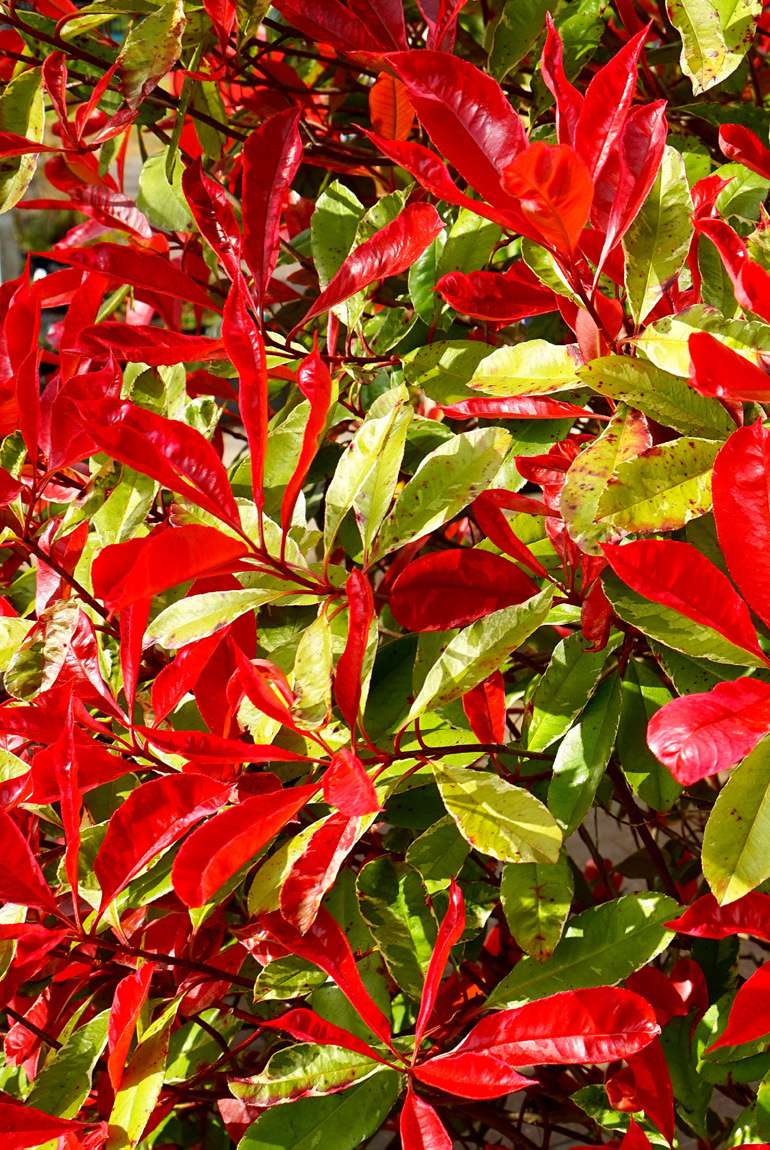 PHOTINIA RED ROBIN