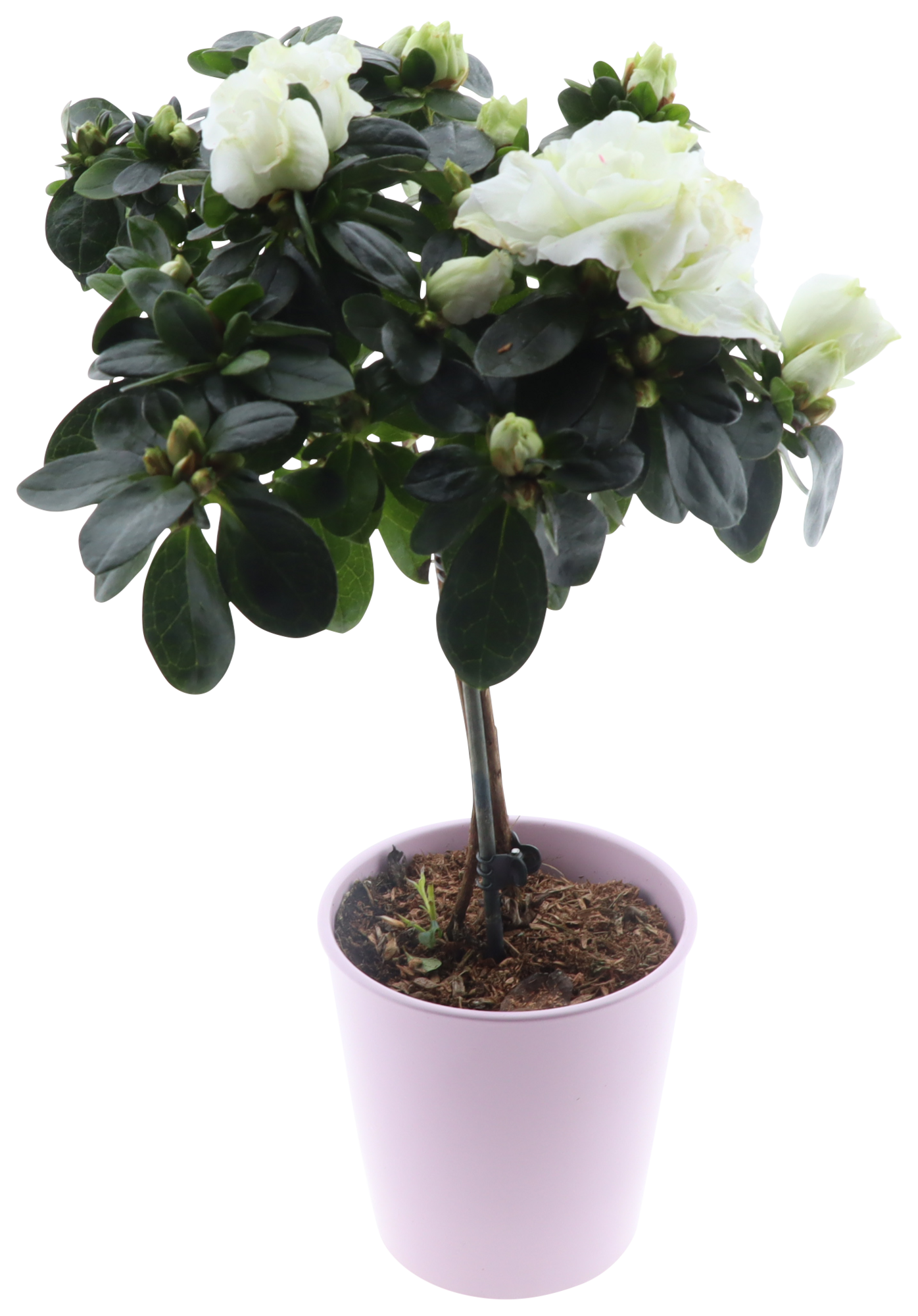 Azalée tige avec céramique