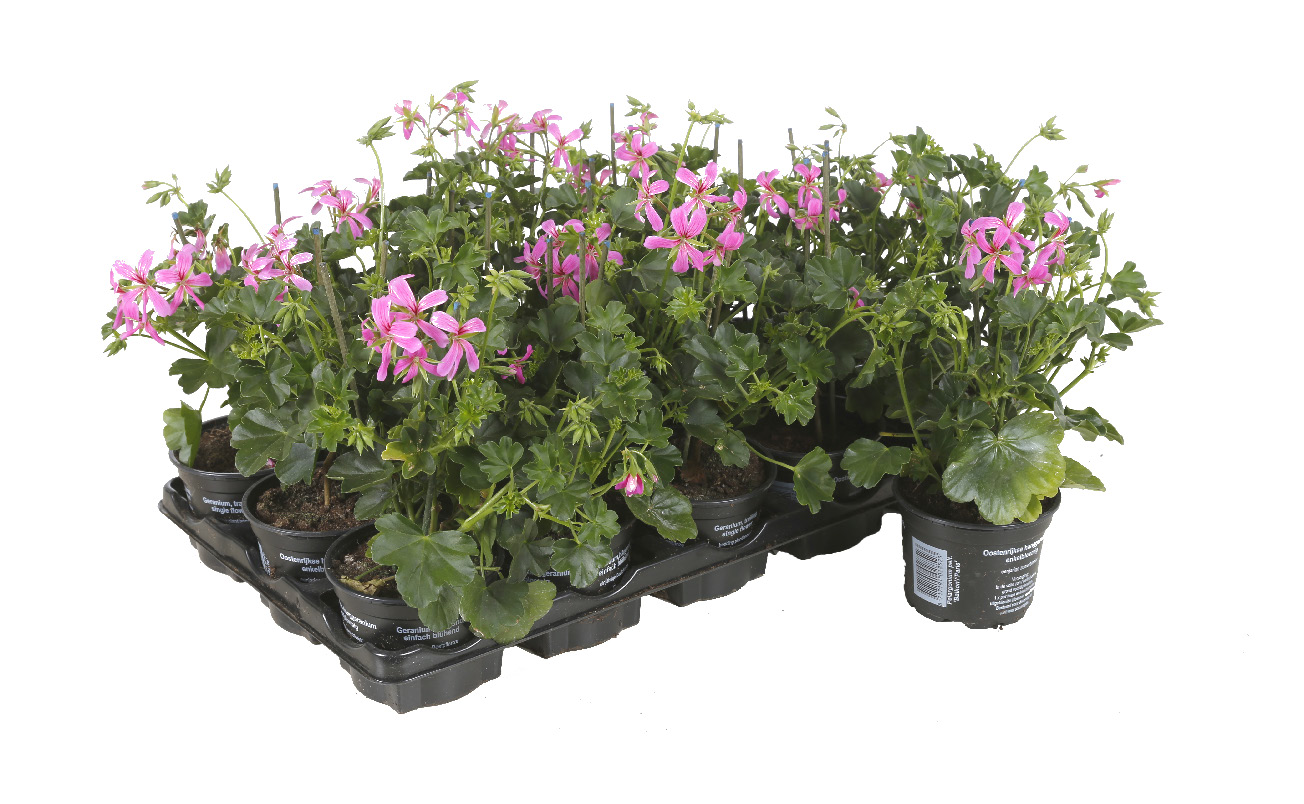 GERANIUM