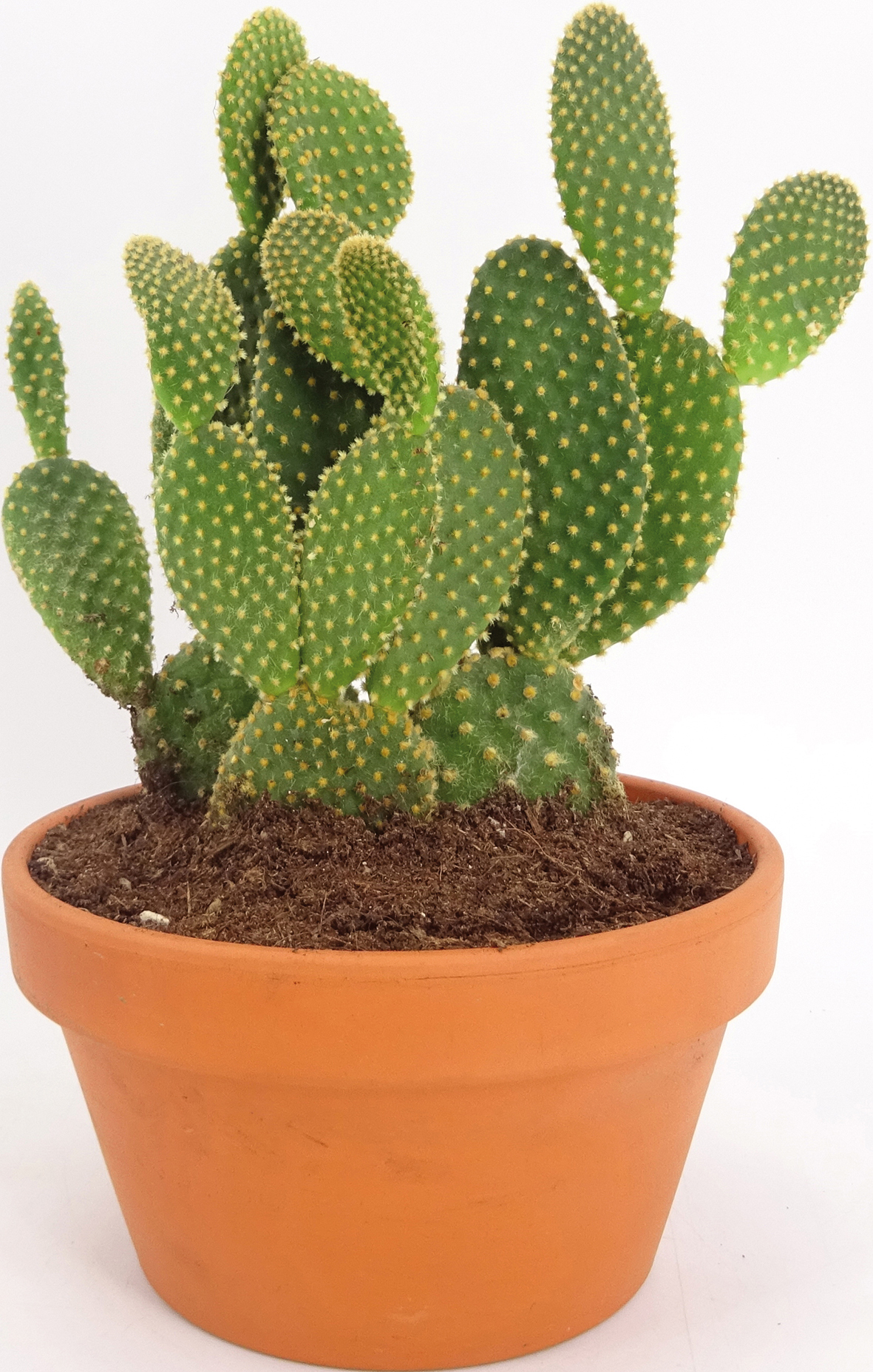 CACTUS EN COUPE TERRE CUITE