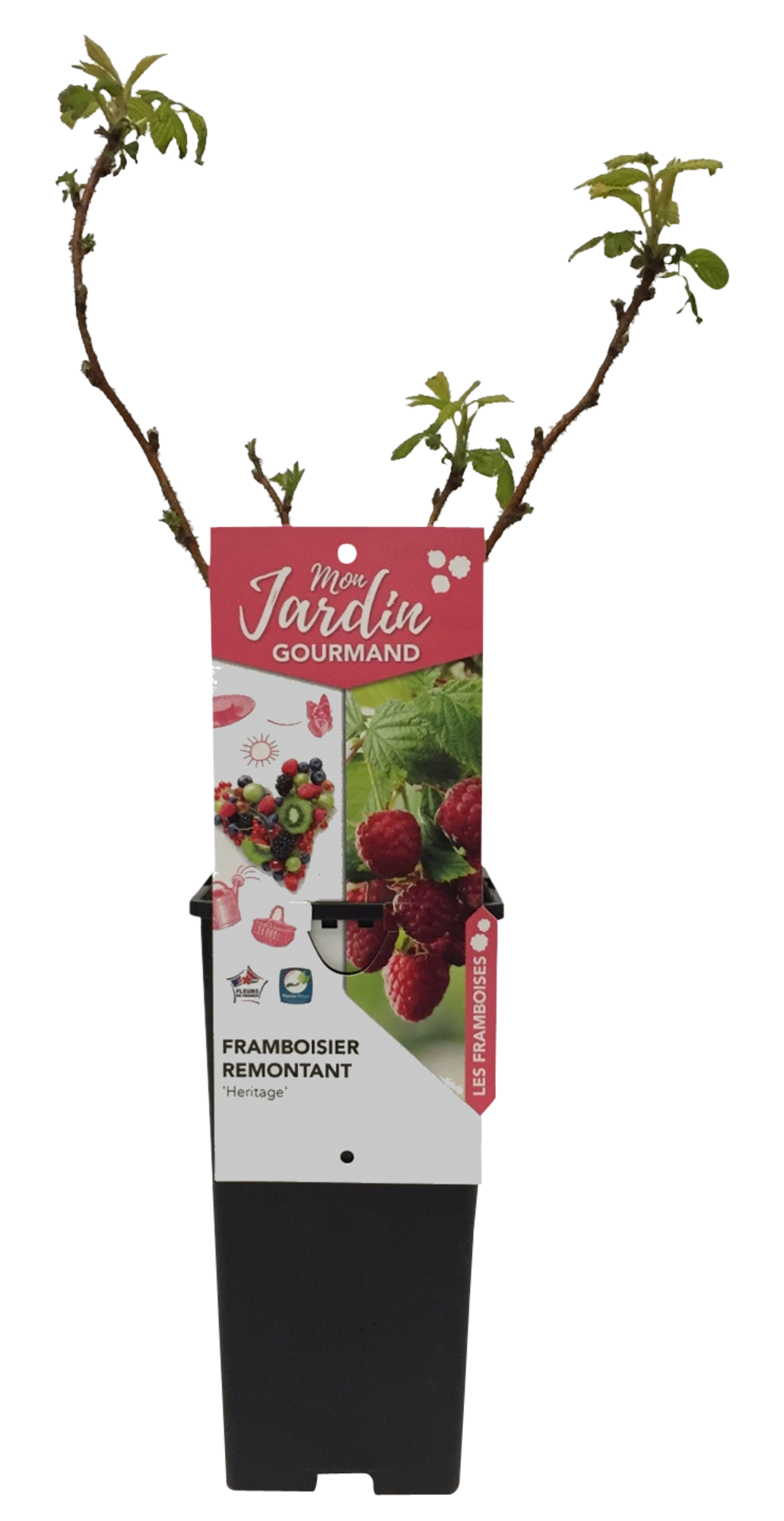 FRAMBOISIER "RUBEUS IDAEUS"