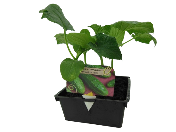 CUCURBITACÉES
