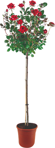 ROSIER MEILLAND TIGE