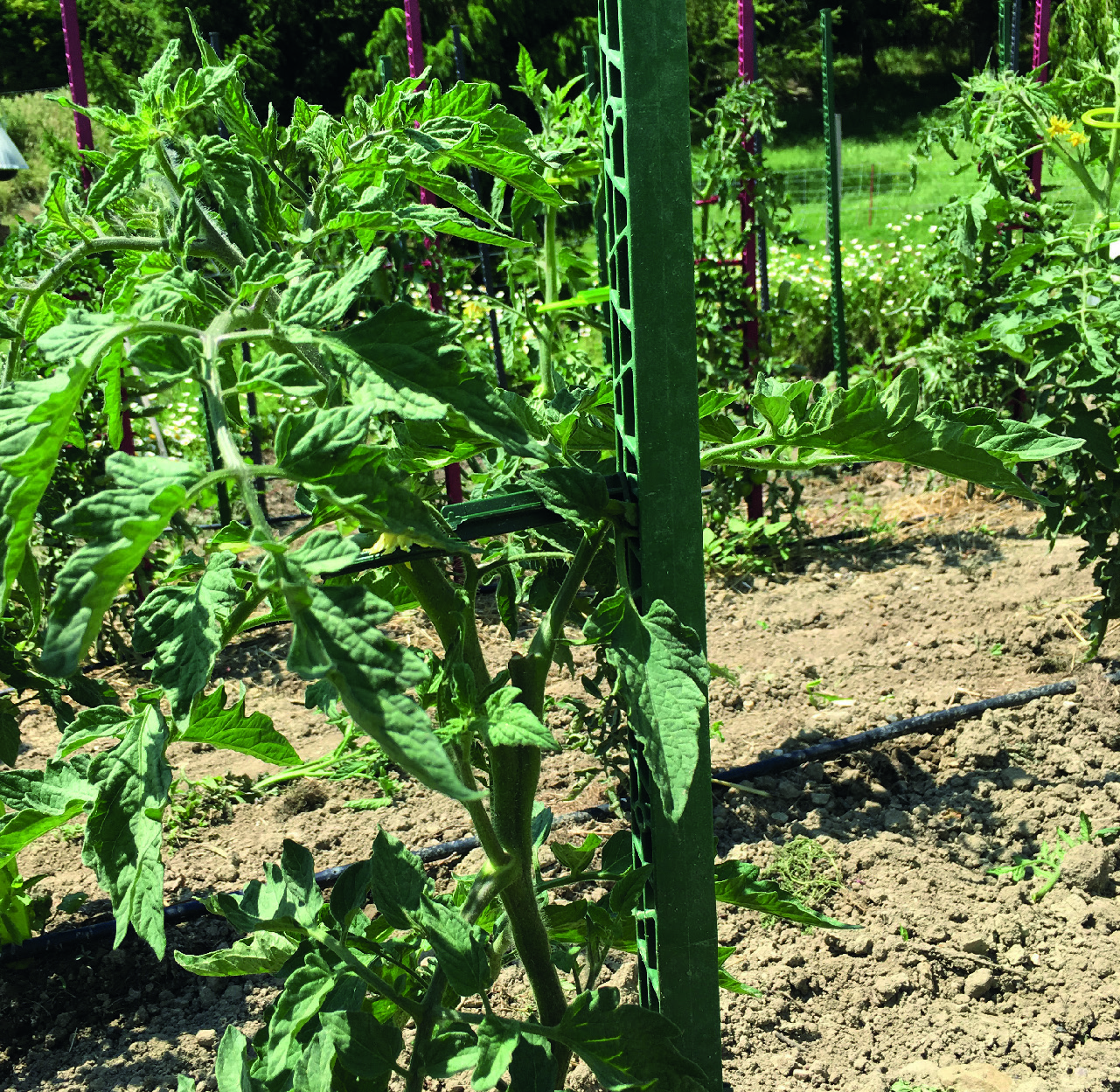 TUTEUR À TOMATES EN PLASTIQUE + 4 ATTACHES.