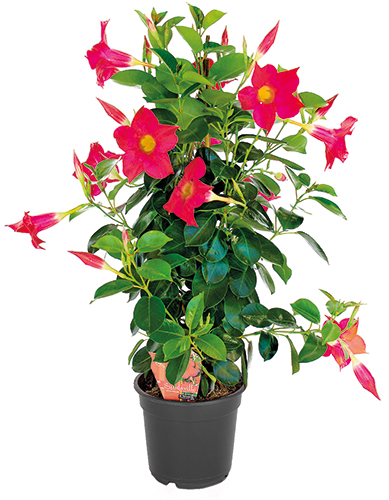 DIPLADENIA