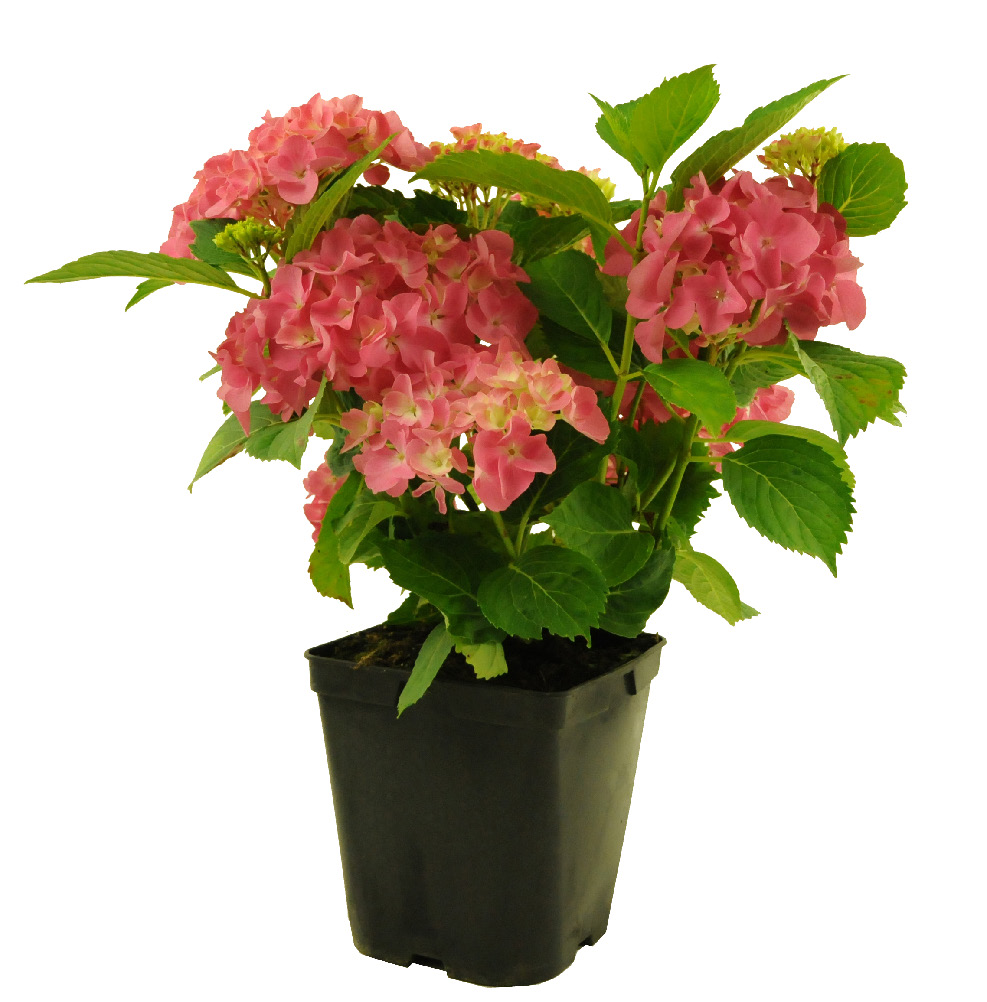HYDRANGEA