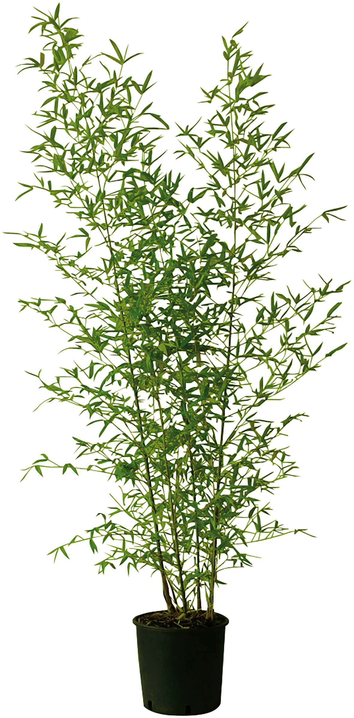 BAMBOU DORÉ