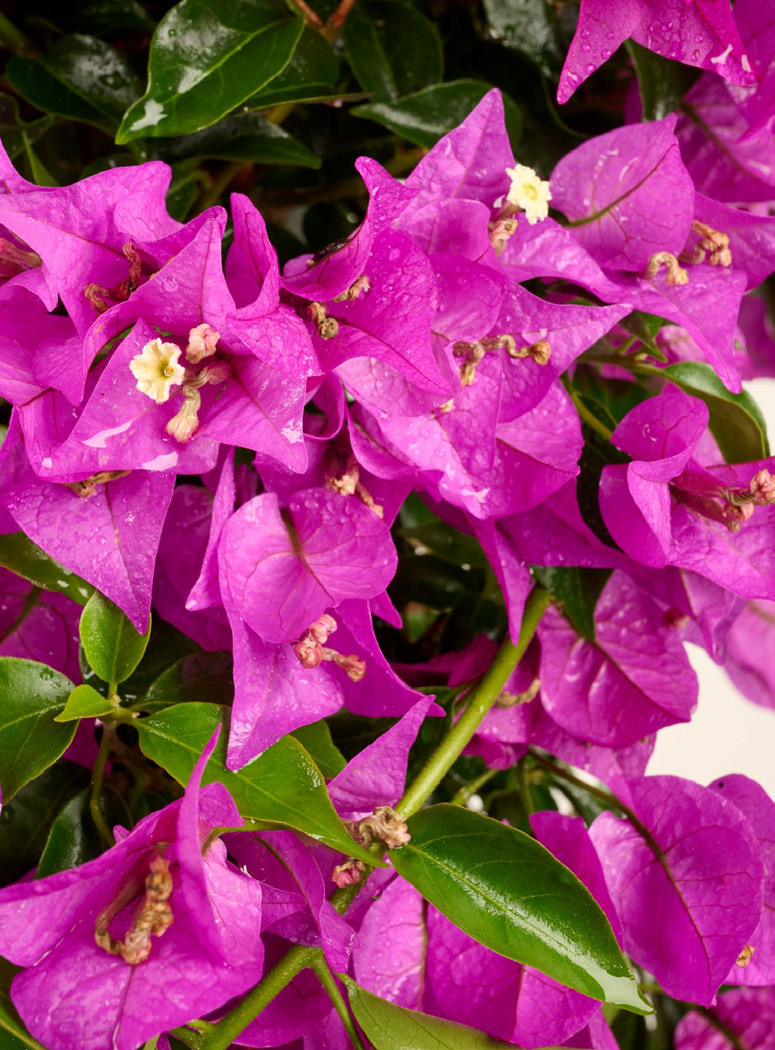 BOUGAINVILLIER PYRAMIDE