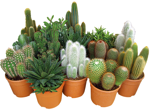 CACTUS OU SUCCULENTE