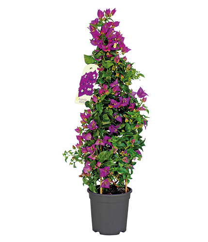 BOUGAINVILLIER