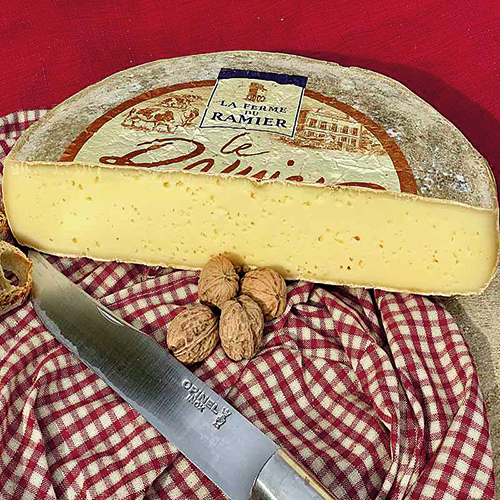 TOMME LE RAMIER ROUX