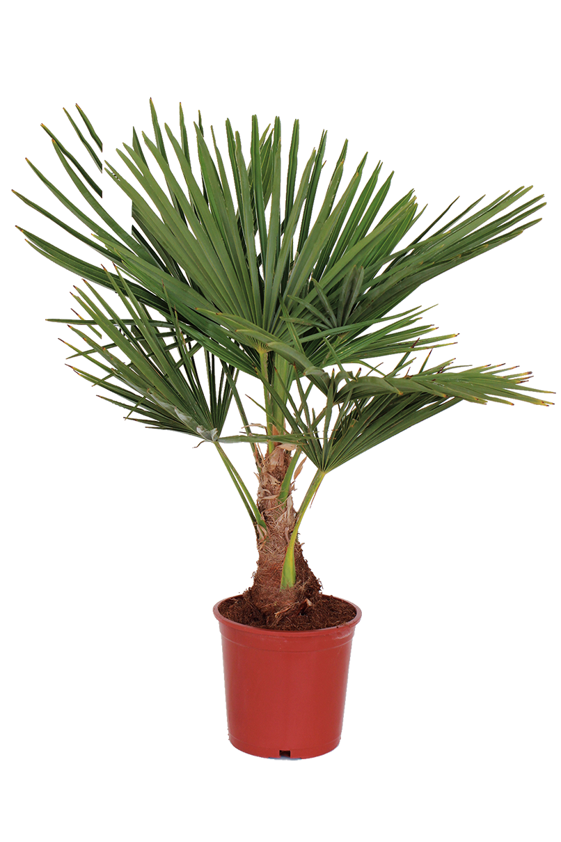 WASHINGTONIA