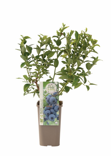 PLANTS PETITS FRUITS