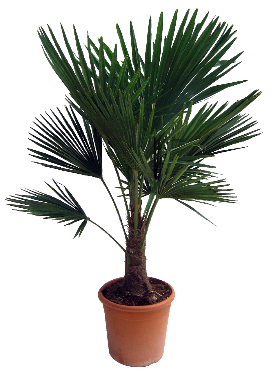 CHAMAEROPS EXCELSA