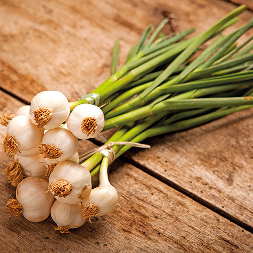 OIGNONS BLANCS BOTTE