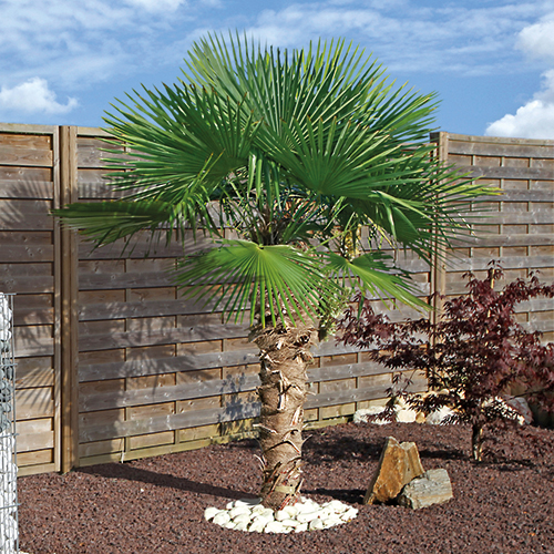 TRACHYCARPUS FORTUNEI