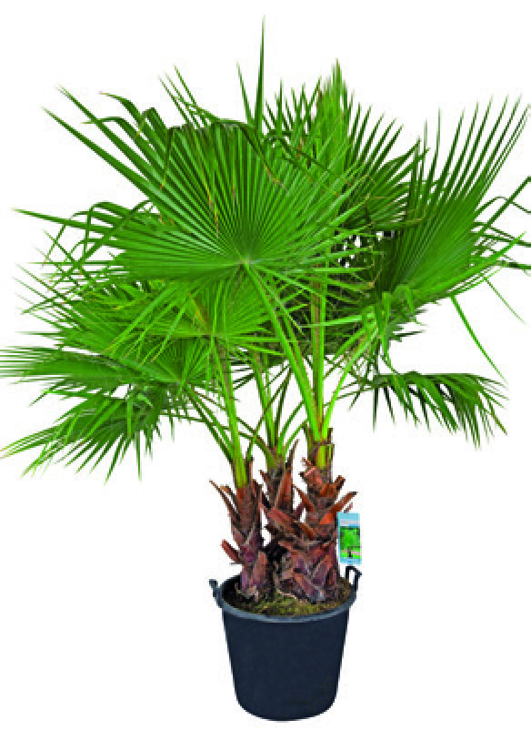 PALMIER WASHINGTONIA ROBUSTA