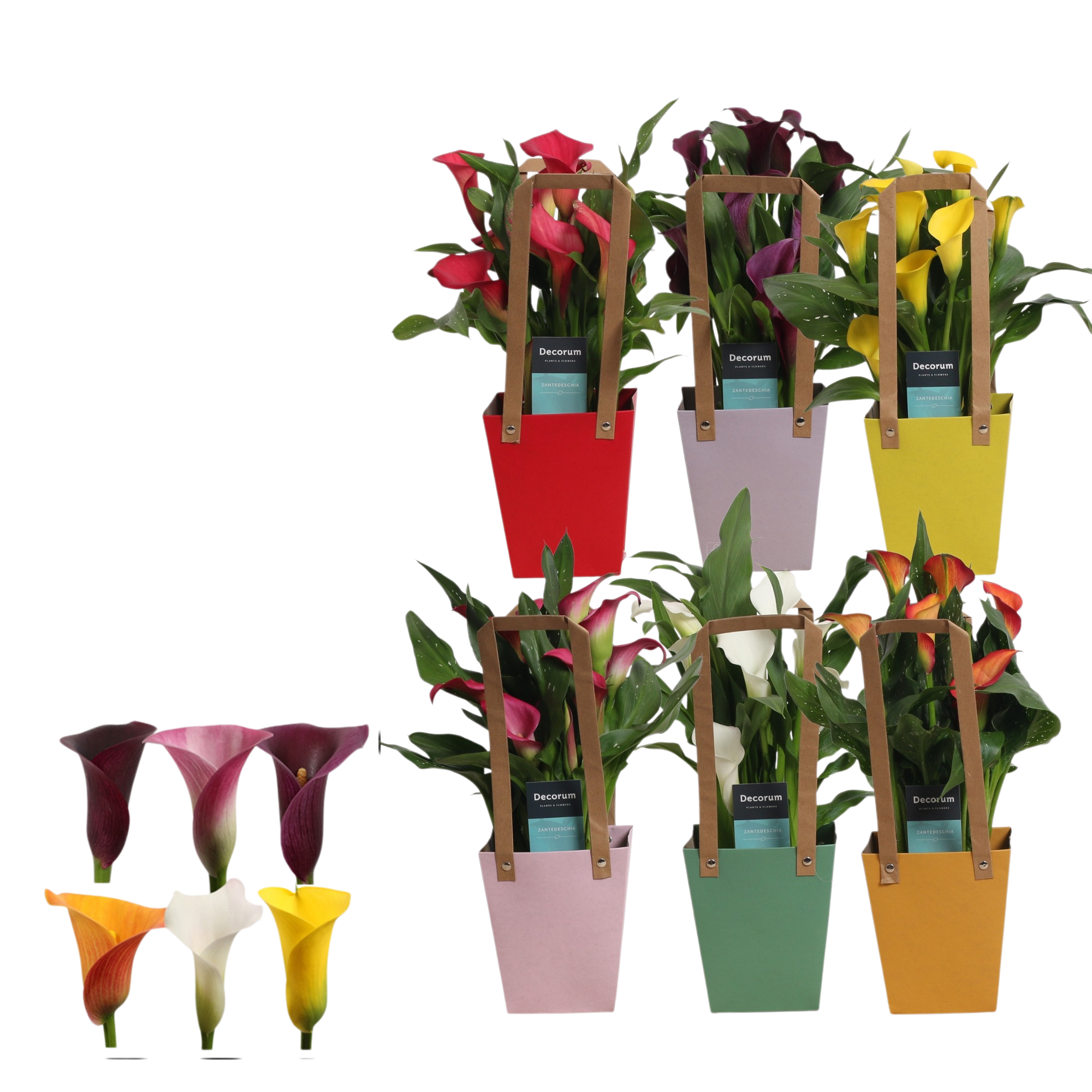 CALLA EN SAC