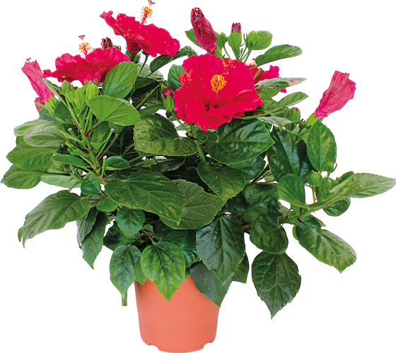 HIBISCUS ARBUSTIF PACIFIC