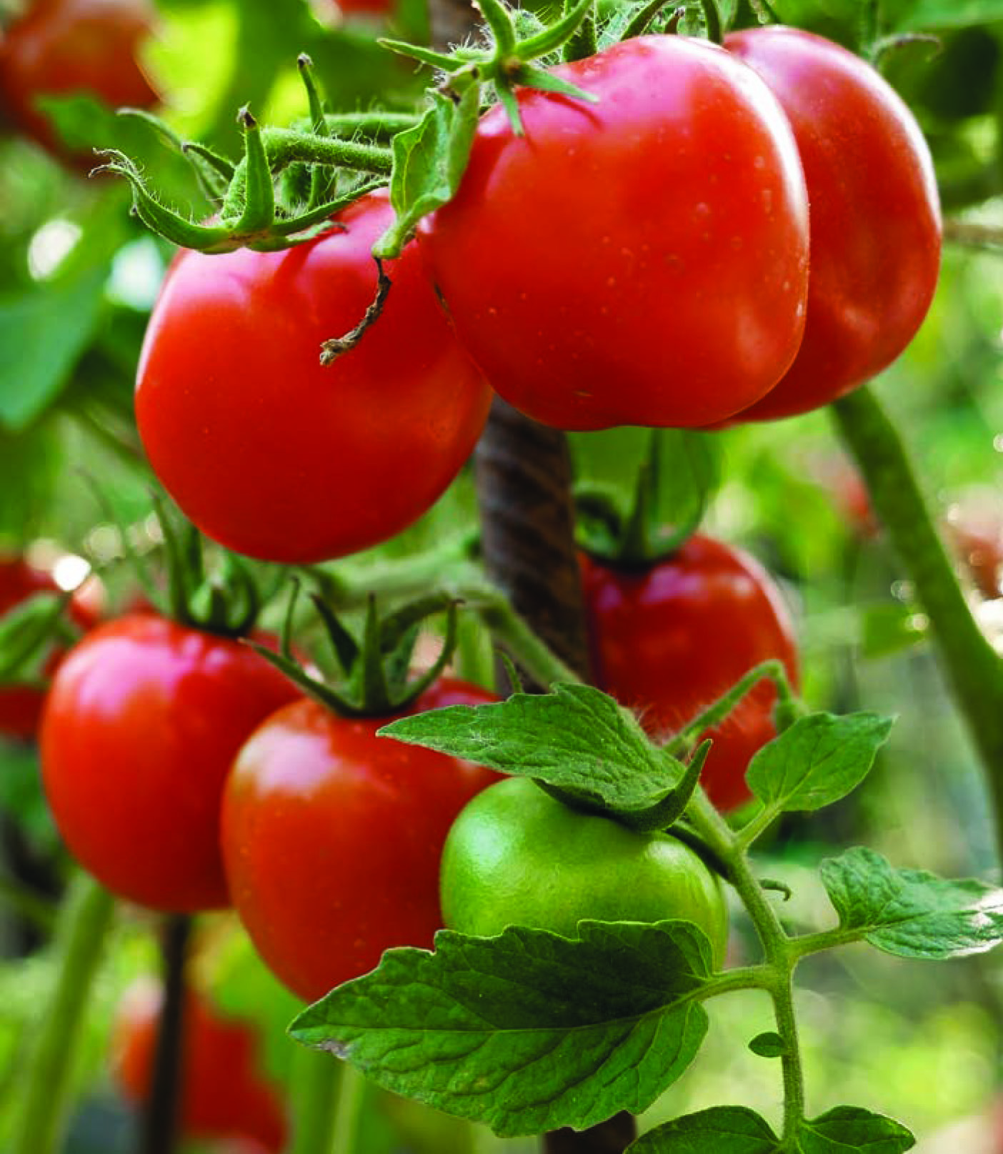 TOMATE