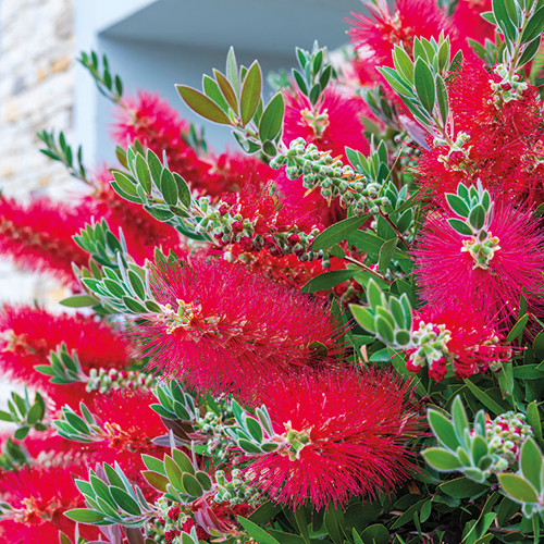 CALLISTEMON LAEVIS