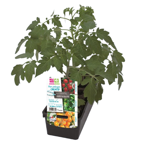 PLANTS DE TOMATES "APÉRO"
