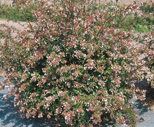 ABELIA GRANDIFLORA SEMPERFLORENS