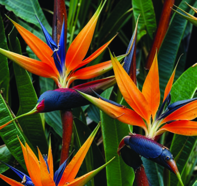 STRELITZIA