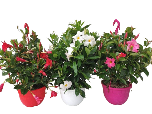 DIPLADÉNIA EN SUSPENSION