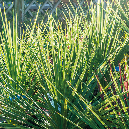 CORDYLINE INDIVISA