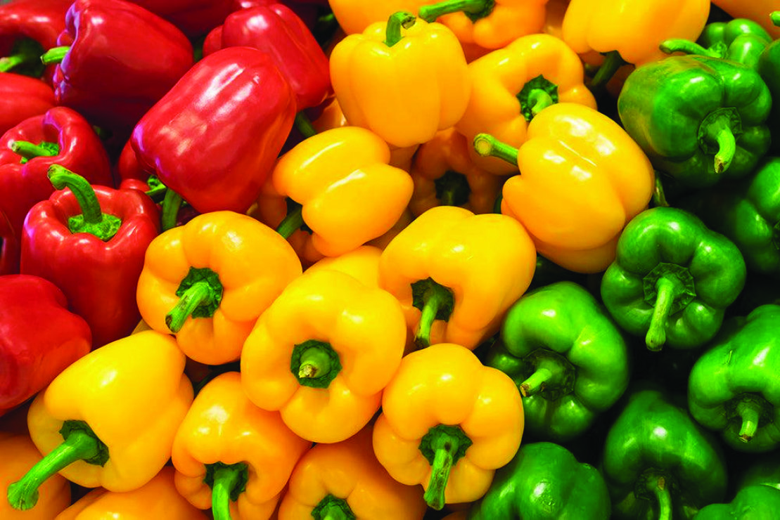 POIVRON TRICOLORE